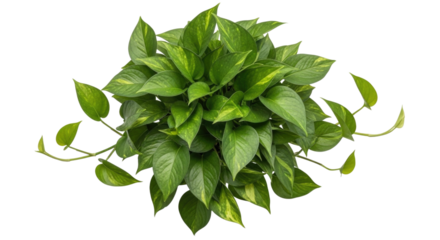 Green pothos plant top view transparent background cutout png