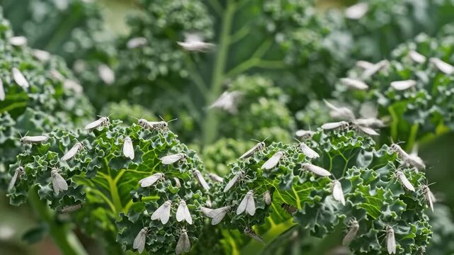 Kale Infestation - Whiteflies Devouring a Garden Vegetable Patch.