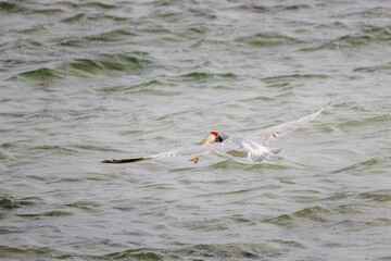White cheeked tern flying low over sea surface with fish in beak, hunting seabird in action over shallow water in Red Sea Egypt, dynamic wildlife moment