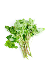 Fresh Green Watercress Bunch on White Background