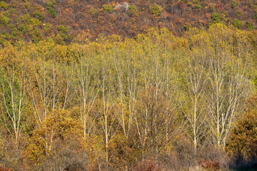 Fototapeta premium A dense autumn landscape featuring a mix of colorful shrubs, bare branches, and early fall foliage.