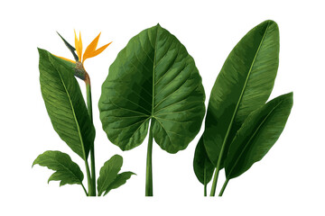 Fototapeta premium Vibrant bird of paradise with lush green tropical leaves