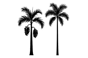 Obraz premium Silhouettes of two palm trees with fruit and fronds against white background