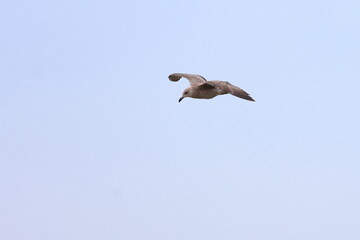 herring gull