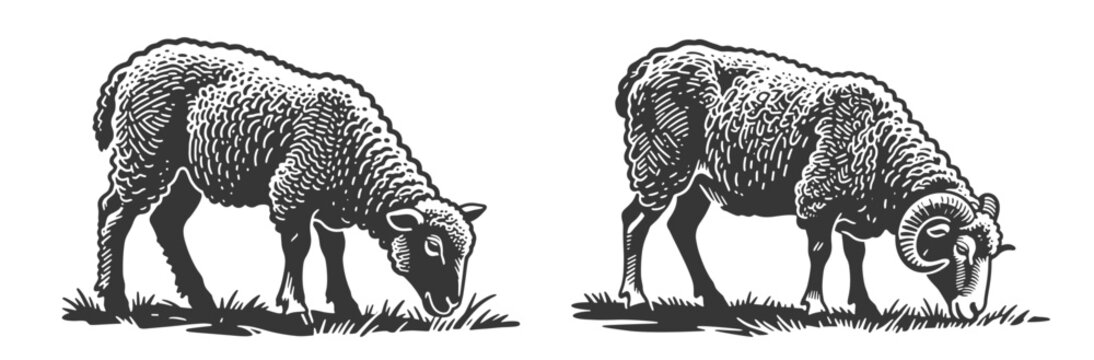 Woolly sheep grazing peacefully: gentle ewe and horned ram. Black and white vintage vector illustration perfect for farm and rural designs