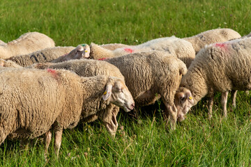 Closeup Of Grazing Sheep, Intimate Image Of Grazing Sheep With Detailed Fleece Texture And Markings © Igor Syrbu