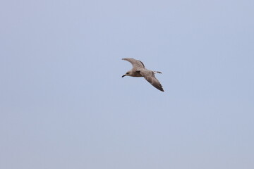 herring gull