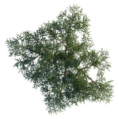 Balanites aegyptiaca tree, front view, cutout, 8k PNG, isolate, Green tree branch with leaves on transparent background