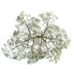 Vachellia nilotica tree, front view, cutout, 8k PNG, isolate, Tree canopy with lush green leaves on transparent background