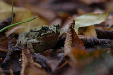 brown frog