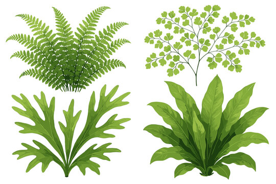 Collection of various green leafy plants: fern, maidenhair, ligulate, palm