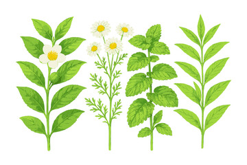Naklejka premium Botanical illustration of chamomile, mint, and herbal leaves on white background