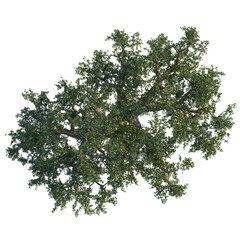 Commiphora myrrha tree, front view, cutout, 8k PNG, isolate, Majestic tree with lush green leaves on transparent background