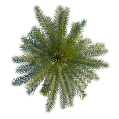 Phoenix dactylifera tree, front view, cutout, 8k PNG, isolate, Vibrant palm tree branches with lush green leaves overhead