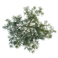 Balanites aegyptiaca tree, front view, cutout, 8k PNG, isolate, Green tree branch with lush foliage on transparent background