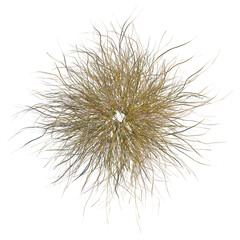 Hilaria mutica tree, front view, cutout, 8k PNG, isolate, Golden grass tuft on transparent background for design