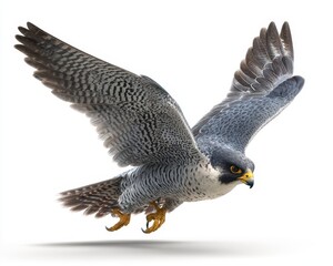 Fototapeta premium Peregrine Falcon Plunging for Prey: Realistic 3D Depiction of a Wild Hawk in Action
