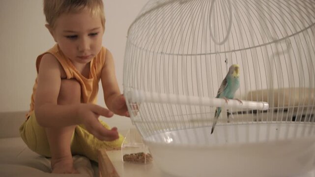 Little boy feeding pet budgie in cage