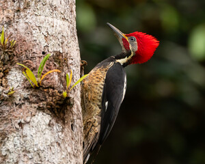Lineated Woodpecker in Costa Rica