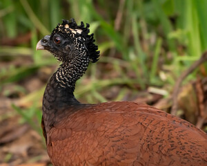 Female Great Curassow in Costa Rica