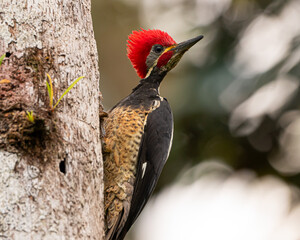 Lineated Woodpecker in Costa Rica