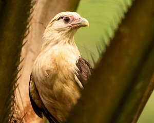 Yellow headed caracara in a palm tree