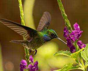 Charming hummingbird feeding on purple flowers