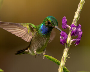 Charming hummingbird feeding on purple flowers