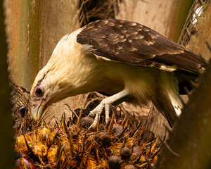 Yellow headed caracara in a palm tree