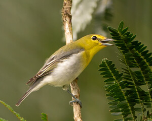 Yellow Throated Vireo in Costa Rica