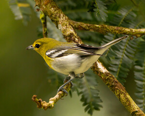 Yellow Throated Vireo in Costa Rica