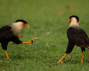 Two Crested Caracaras interacting with each other