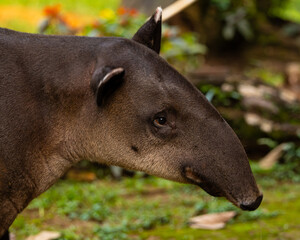 Baird's Tapir in Costa Rica