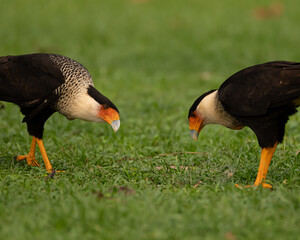 Two Crested Caracaras interacting with each other