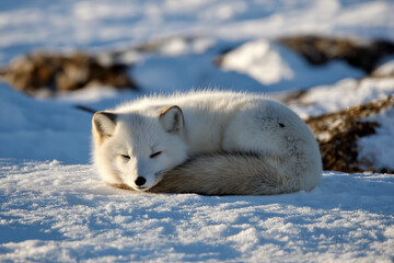 Obraz premium A beautiful Arctic fox curled up and resting on a snowy landscape, showcasing the serene beauty of wildlife in its natural, winter habitat with soft snow blankets.