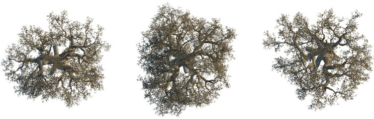 Commiphora myrrha tree, top view, cutout, 8k PNG, isolate, Three brown trees with sparse leaves on transparent background