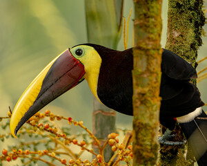 Yellow throated toucan eating palm berries