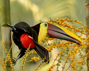 Yellow throated toucan eating palm berries