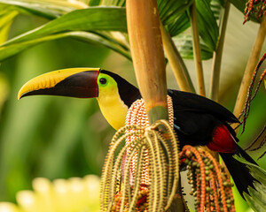 Yellow throated toucan eating palm berries