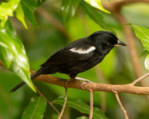 White Shouldered Tanager in Costa Rica