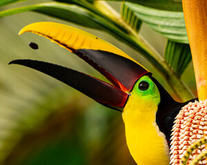 Yellow throated toucan eating palm berries