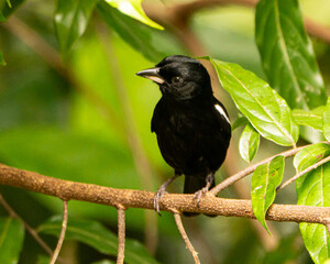White Shouldered Tanager in Costa Rica
