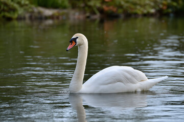 Obraz premium An elegant swan gliding on still waters, showcasing its beauty and grace, surrounded by green foliage, creating a tranquil and peaceful natural scene in a serene environment.
