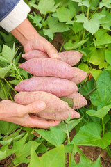 Fresh Purple Sweet Potatoes Harvested from Sandy Land