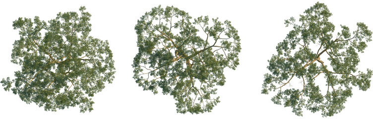 Vachellia xanthophloea tree, top view, cutout, 8k PNG, isolate, Three green tree tops with lush...