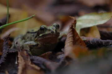 brown frog