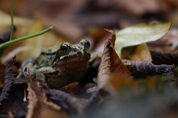 brown frog