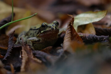 brown frog