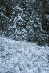 A coniferous fir in a winter forest. A green fir dusted with snow in winter. Forest plants in the winter season.