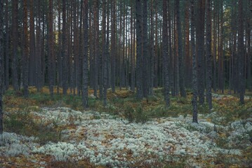 Soft moss covered the clearing in a pine forest. The beauty of wild nature. Quiet pine forest.